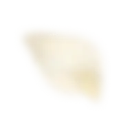 花びら